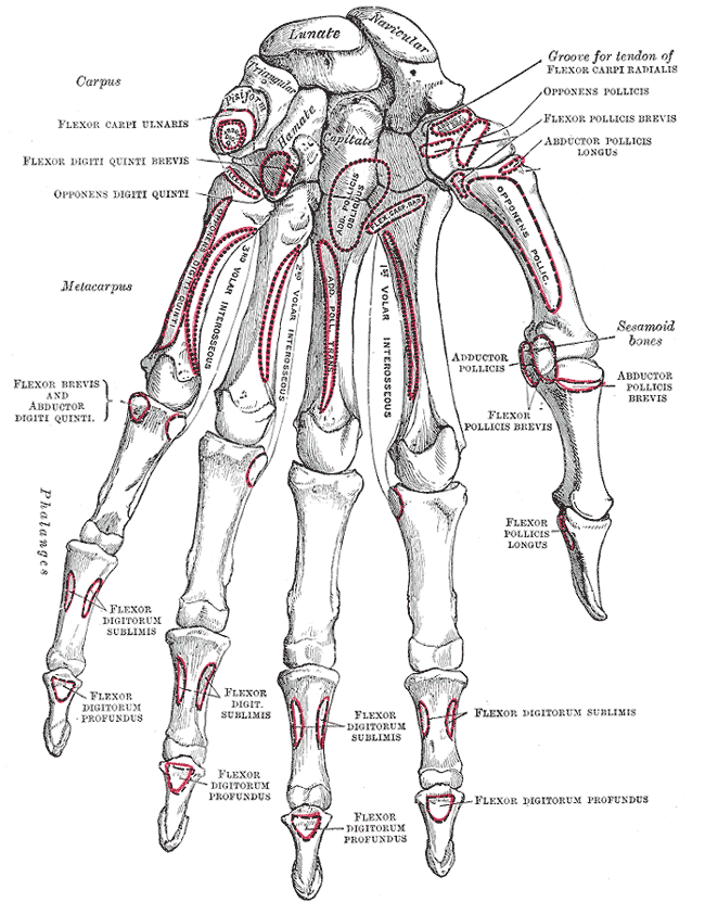 The bones of the left hand, palmar surface. Gray’s Anatomy