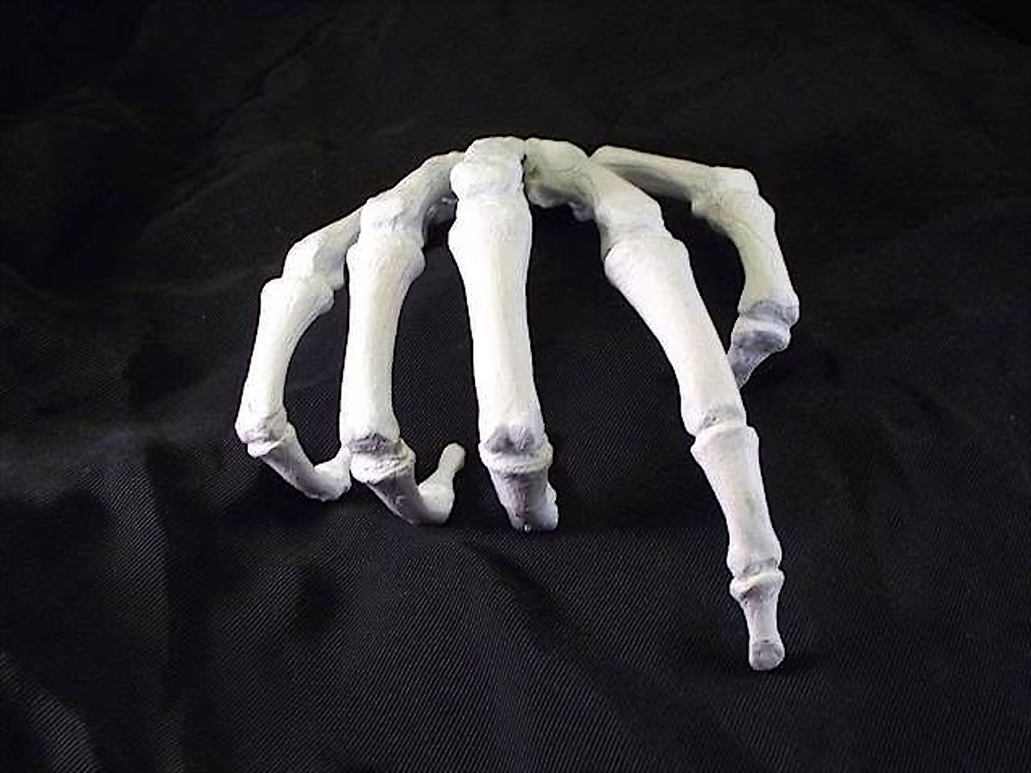 The hand, from the thumb side