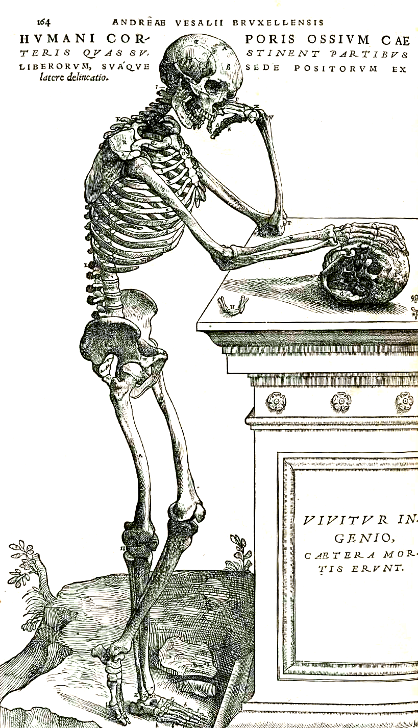 Andreas Vesalius, De humani corporis fabrica, Basel, 1543
